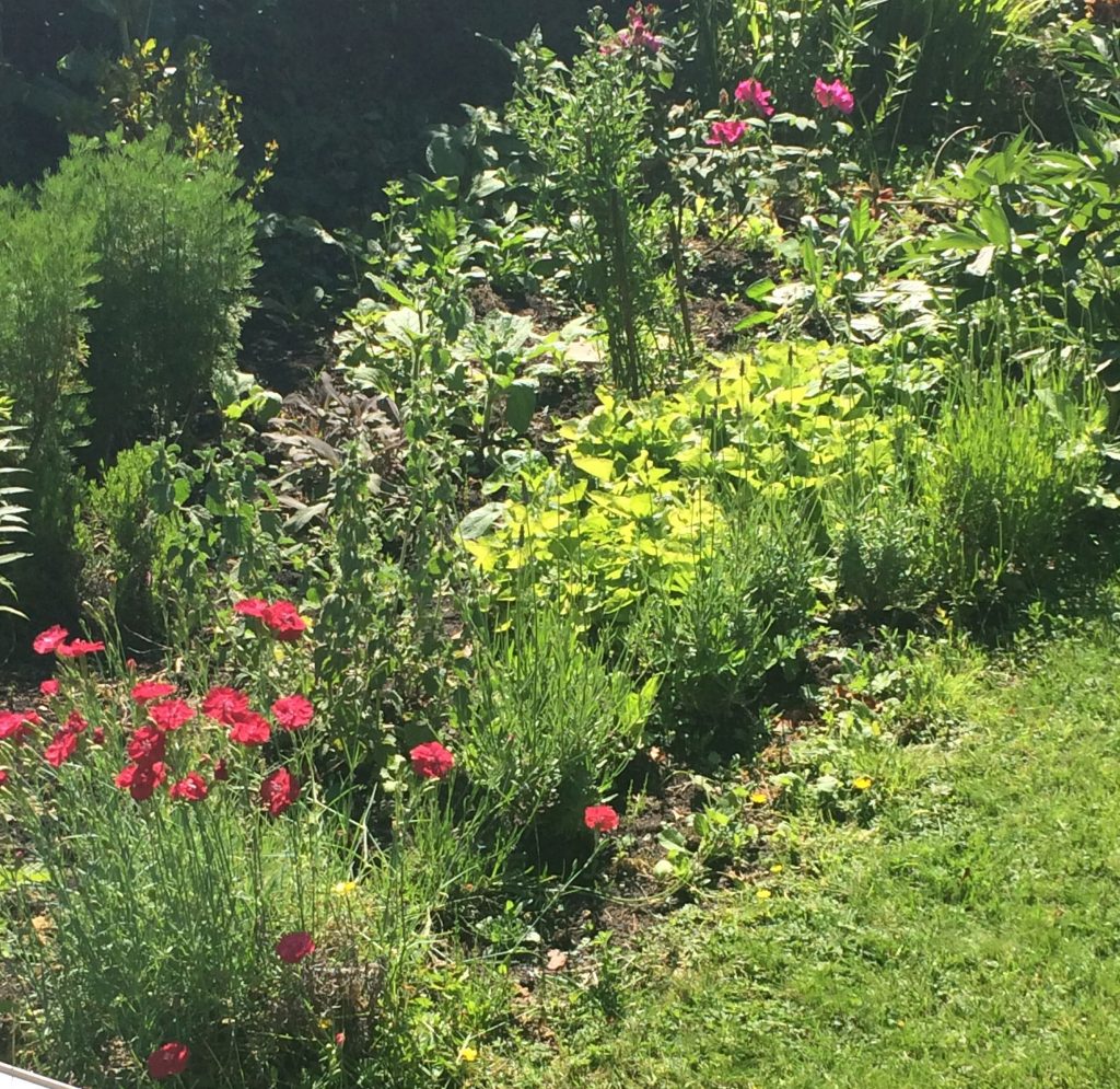  herb bed with pinks, lavender violets roses and southernwood