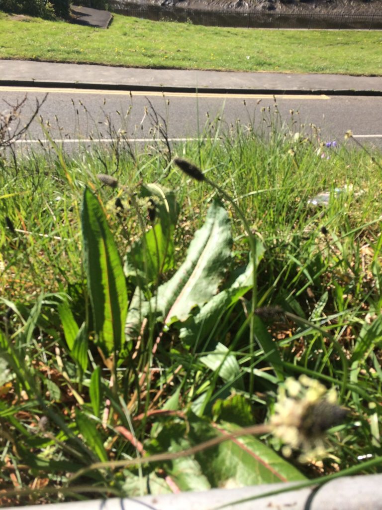 ribwort plantain