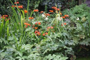 meadowsweet and crocosmia on the edge of the pond