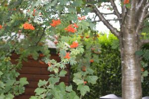 rowan berries