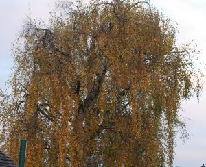 Birch tree, lots of golden leaves