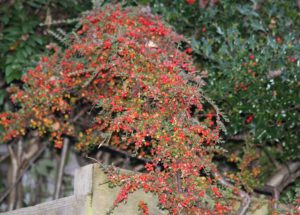 cotoneater berries