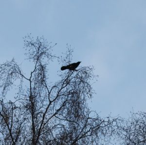 a crow in a birch tree