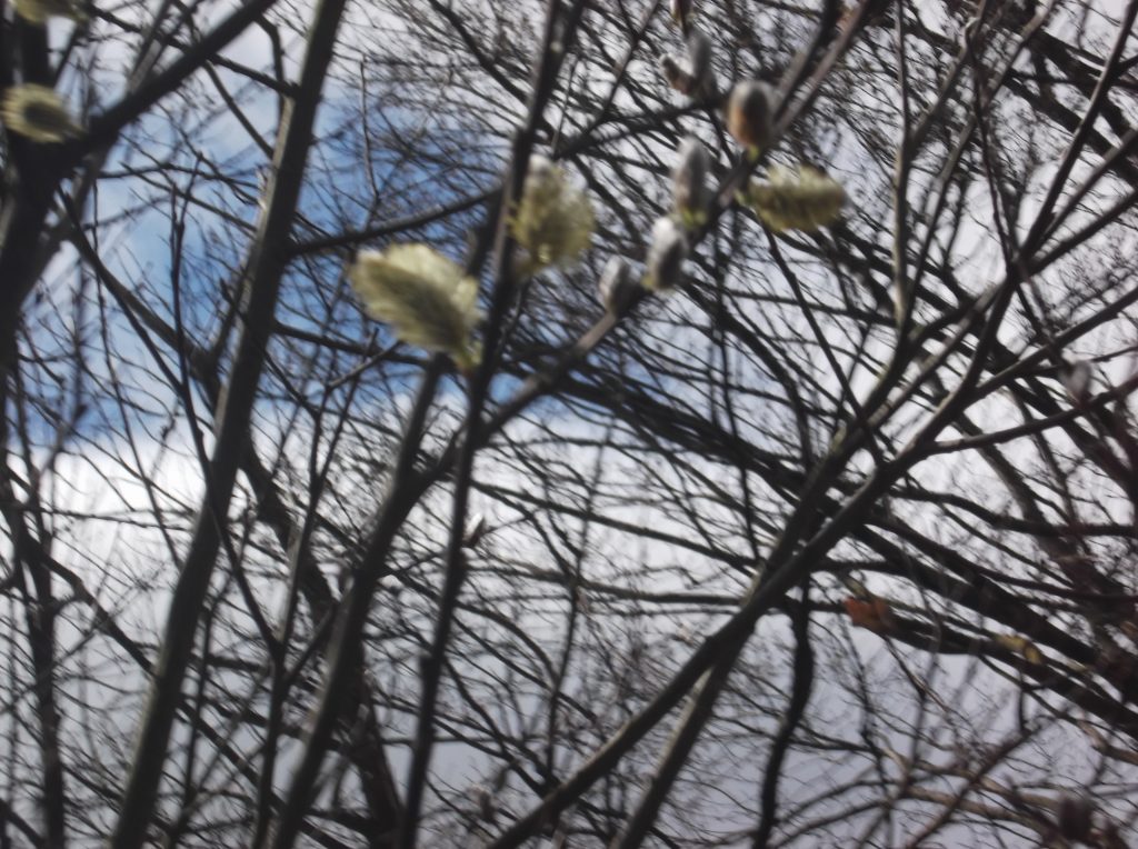 pussy willow stems agains the sky