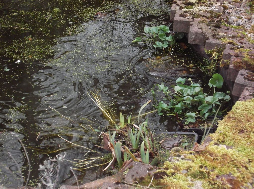 frogs mating in pond