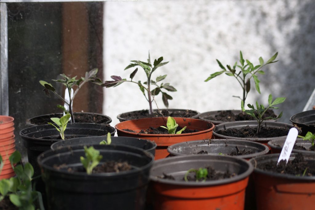 tomatoes peppers aubergines