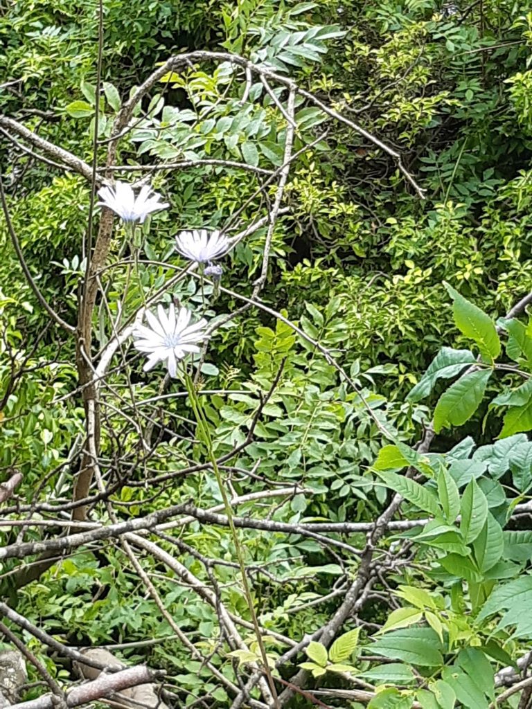 chicory flower growing through an ash sapling