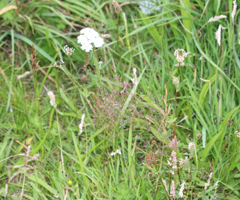 yarrow and plantain in flower, yorkshire fog grass