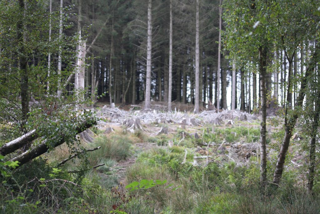 tree stumps in the middle ground, old trees in the background, fallen birches and regenerating seedling trees in the front
