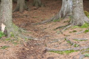 path beneath spruce fir planting, lots of roots and fallen needles.