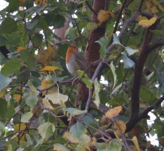 robin in birch tree