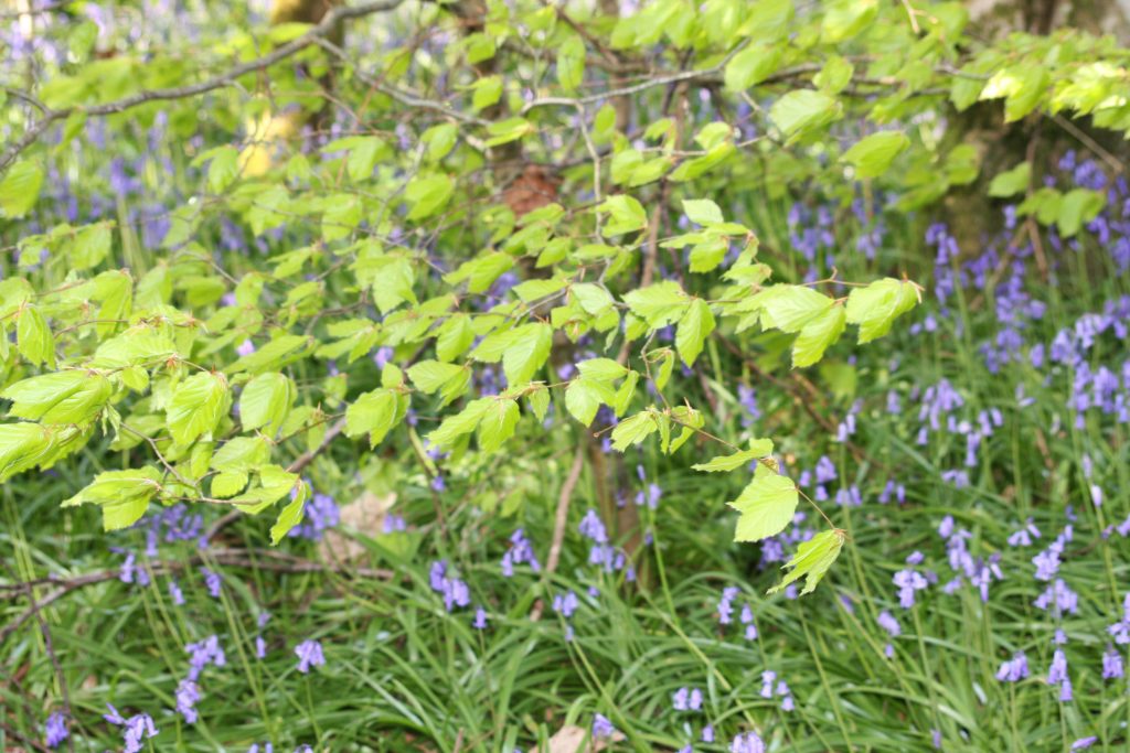 newly opened beech leaves and bluebells
