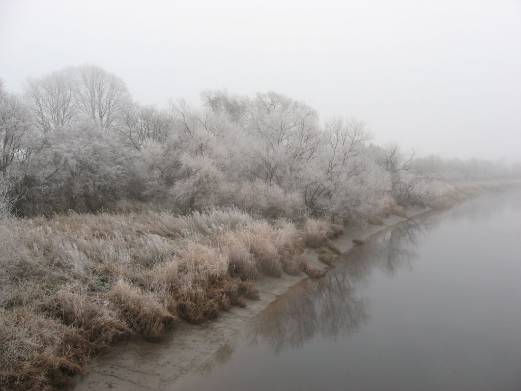 Riverbank, misty, with a lot of frosty trees and rushes