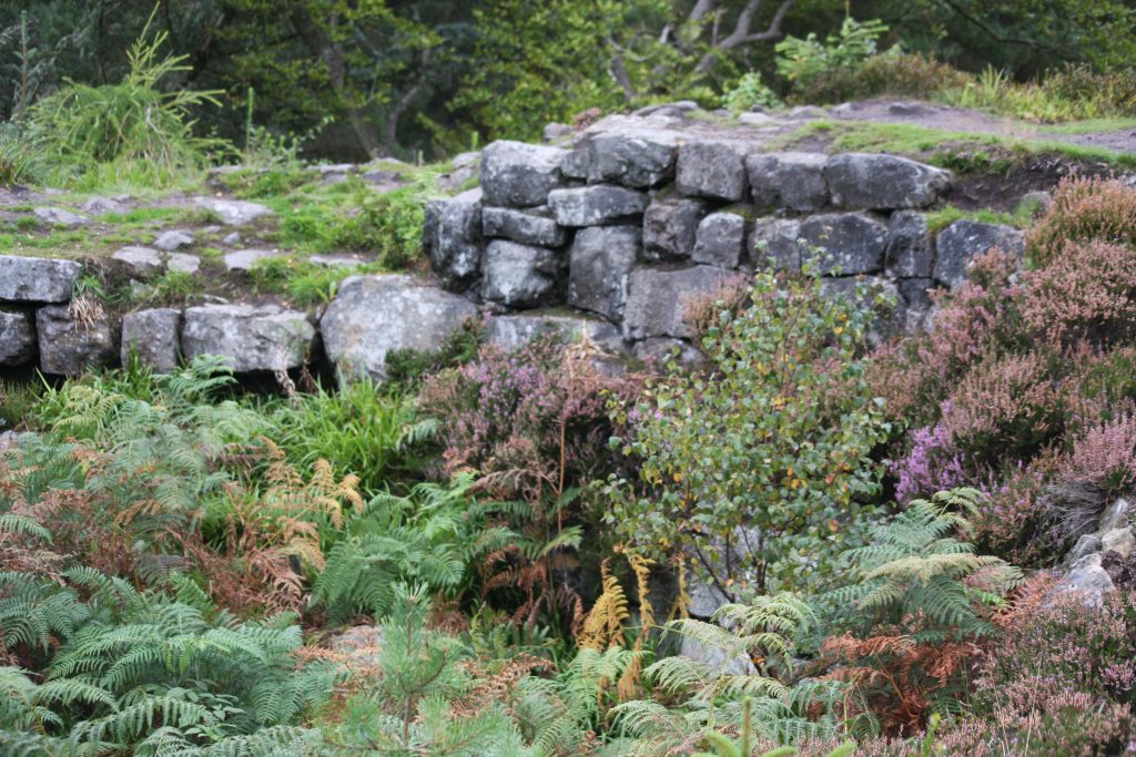 Tappoch Broch - a low wall overgrown with heather, barcken and seedling birch
