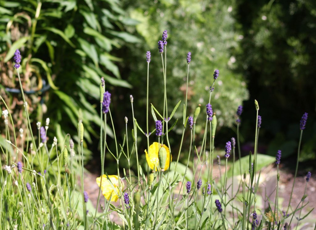 a row of lavender heads, and a welsh poppy
