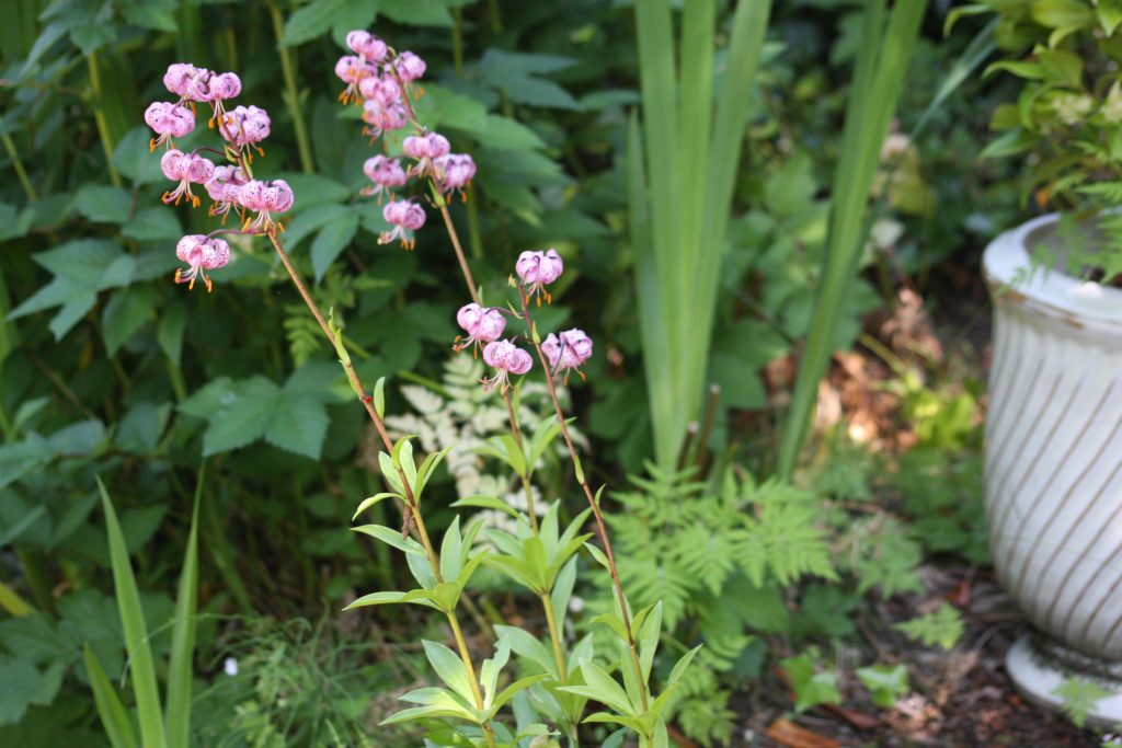 sprays of pink martagon lilies against a background of meadowsweet and yellow flag foliage