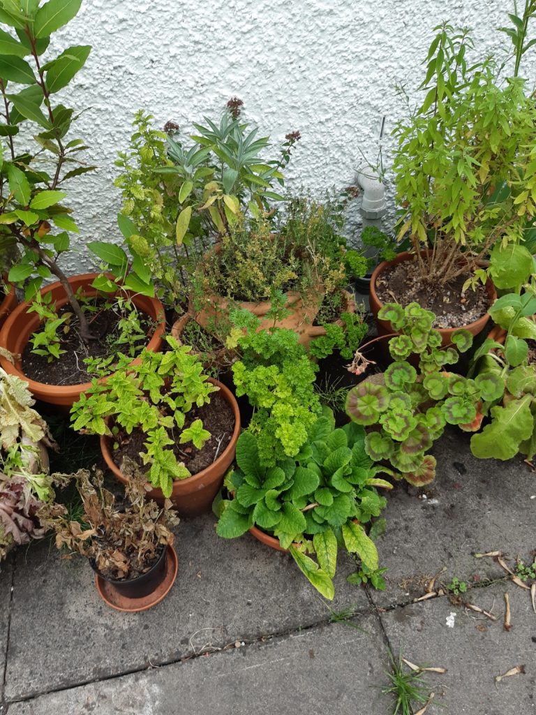 herb plants in pots against a white wall
