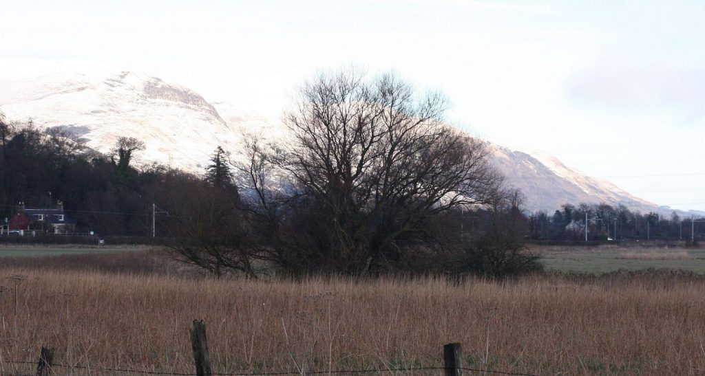 big willow against snowy Ochil Hills