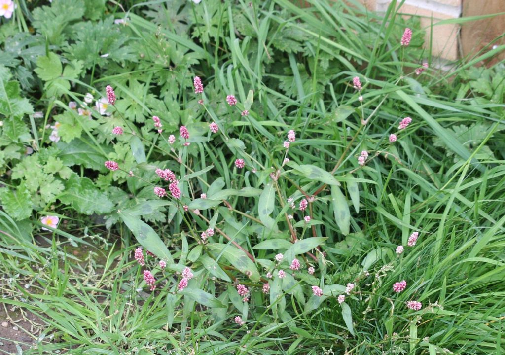 a clump of bistort in flower