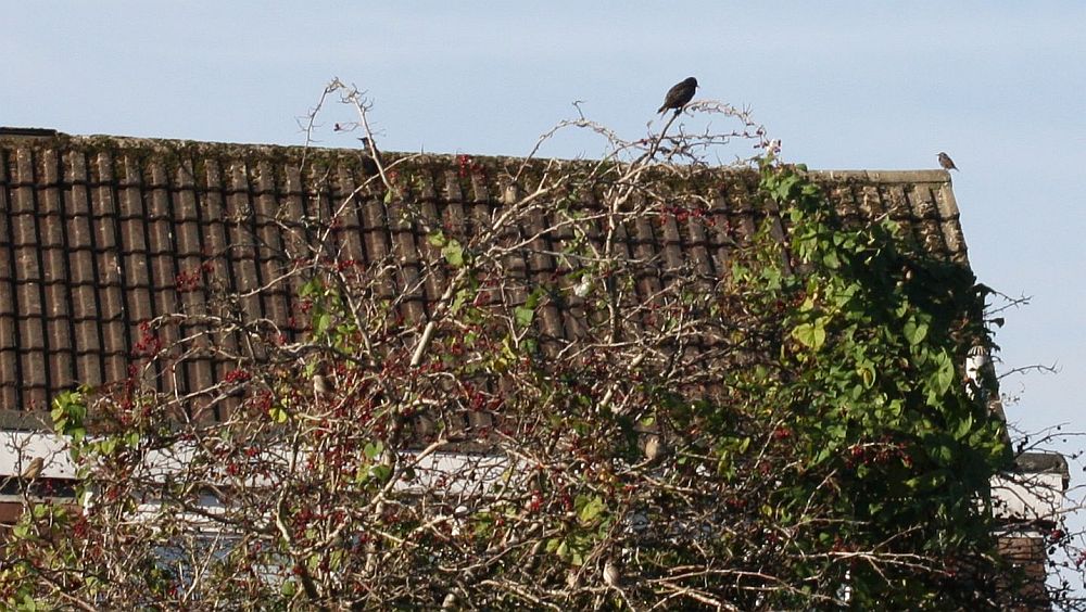 a starling perched on the top of a hawthorn tree, another on a roof
