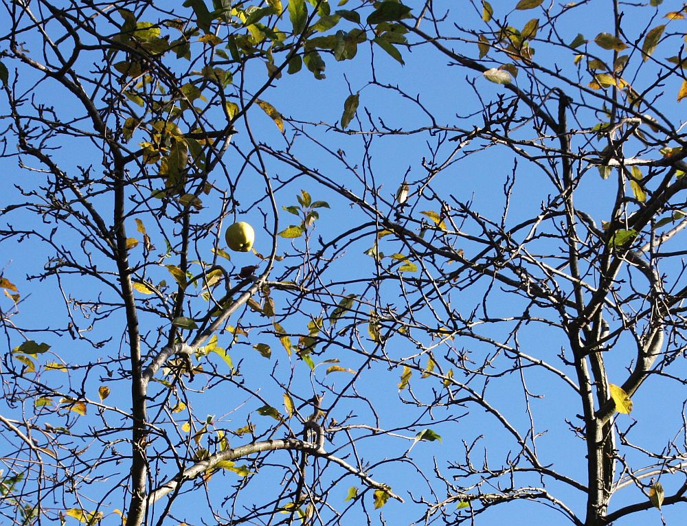 apple branches, few leaves one green apple against a blue sky