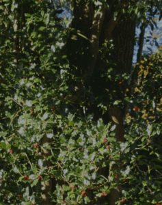 A holly tree in sunlight, ivy growing on it