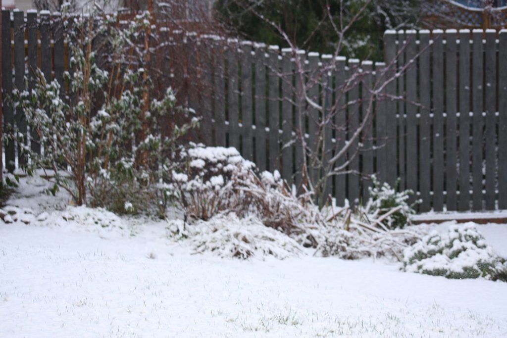 Snowy garden showing the back fence, with seedling birch, snakebark maple, buddleia and sedum