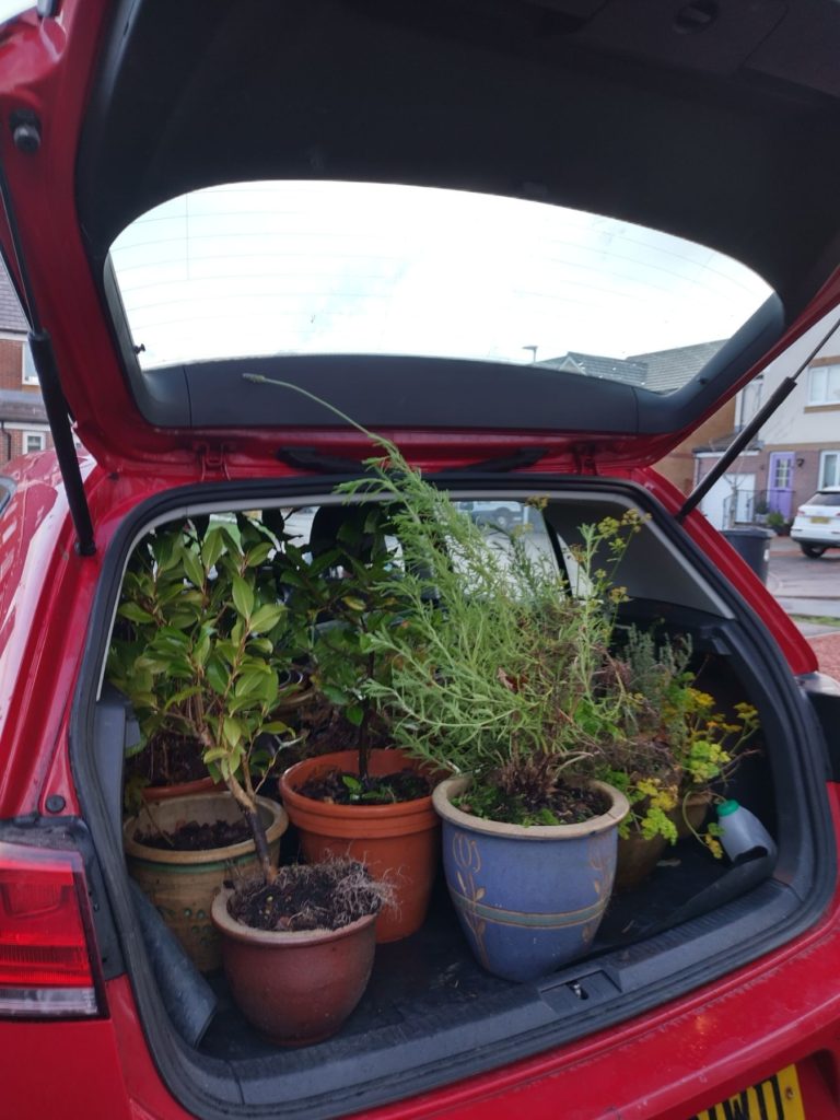 open boot of a car packed with plants in pots visible are bay, lavender mulifidia, a planter with various culinary herbs and a camellia
