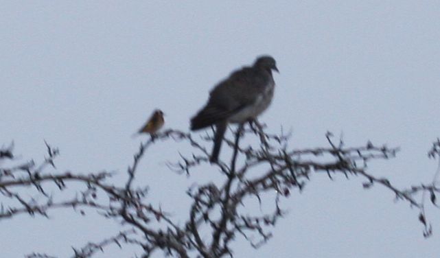 wood pigeon (right) and goldfinch (left) on a hawthorn tree
