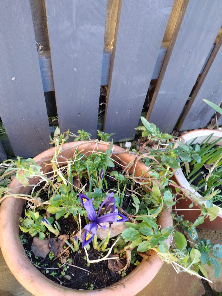 a pot of violas with a dark blue iris reticulata just opening up