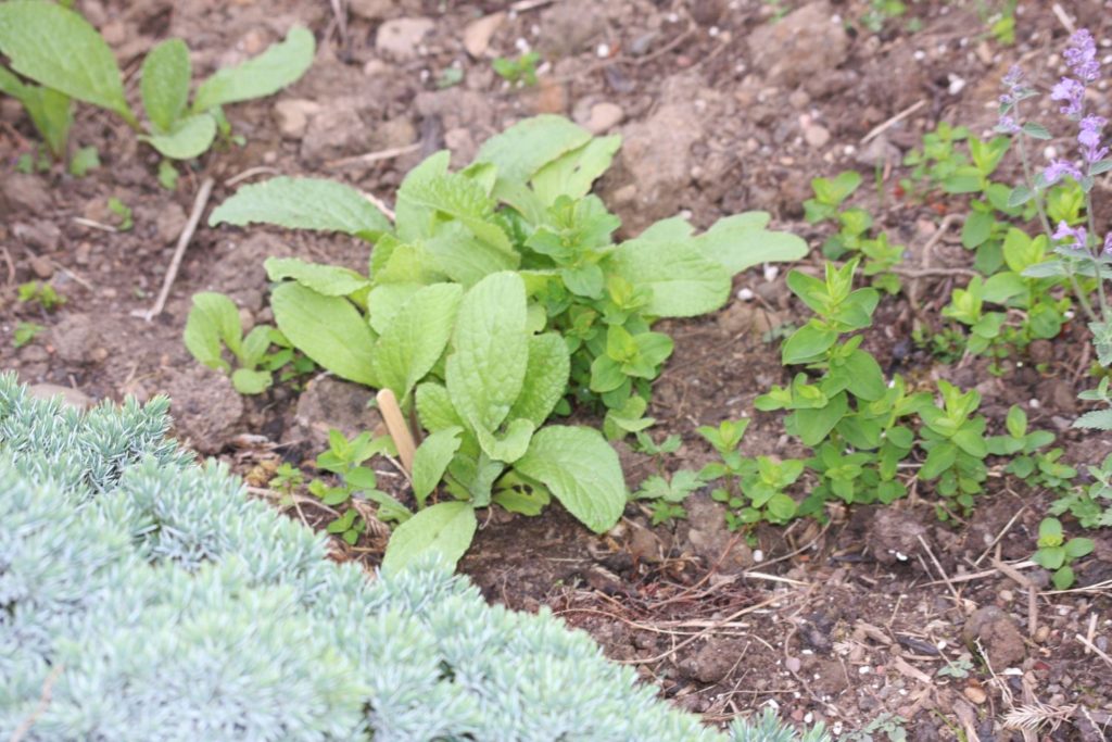 borage seedlings and a lot of st johns' wort, prostrate juniper in the foreground.