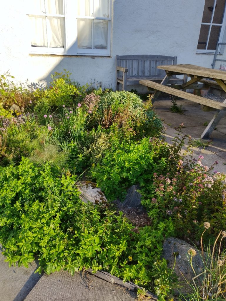 Herb garden with mint, chives, oregano and sage

