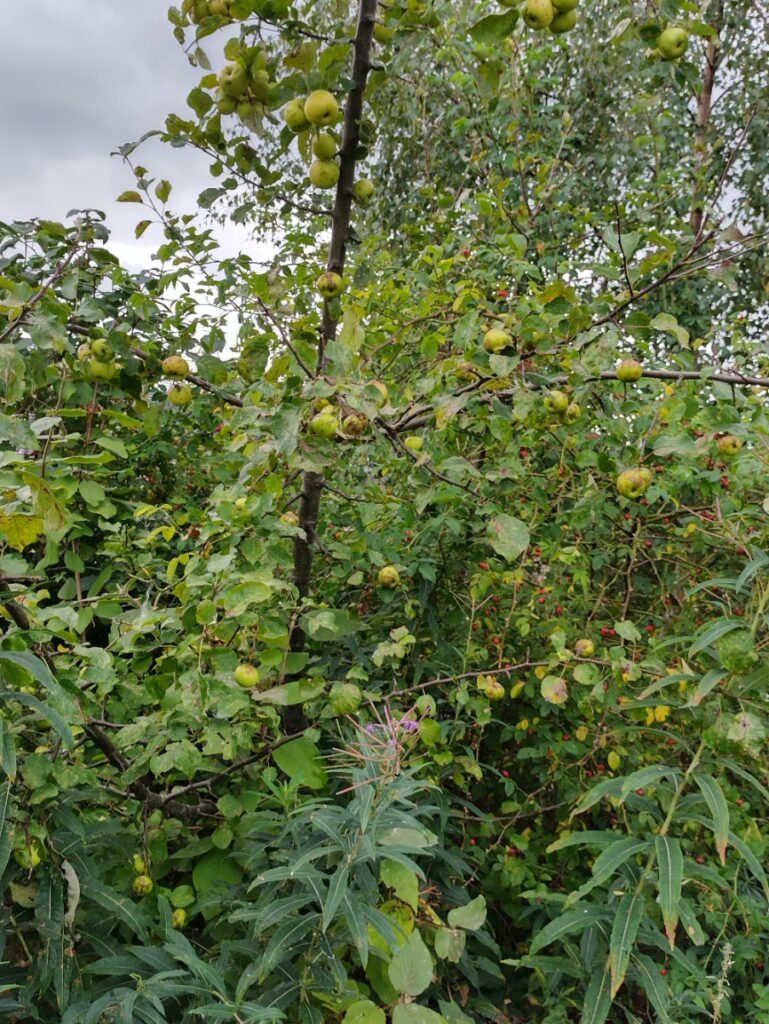 a wild apple tree full of fruit