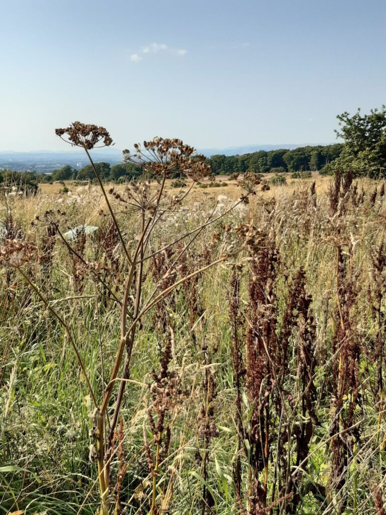 foreground seedheads of hogweed and thistles, background Cathkin Braes a line of trees, looking out over Glasgow
