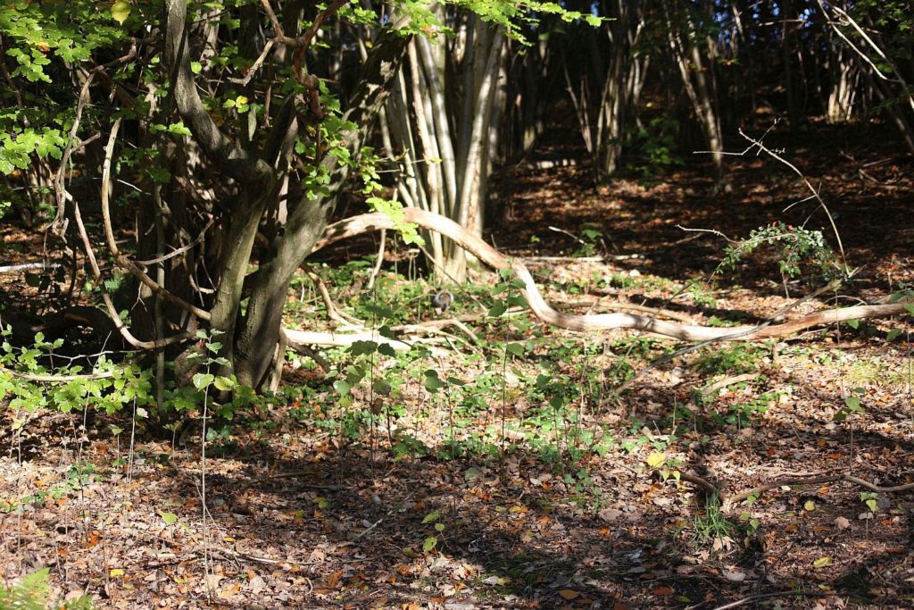 The shadows beteen trees, rowan, hazelnut and beech. A grey squirrel is seen through an arch made by a fallen branch.