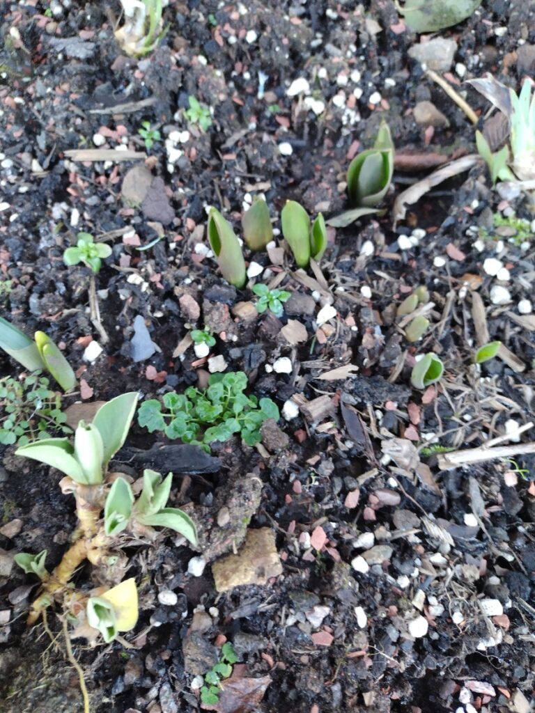 tulips daffodils and auricula - plus emerging willowherb and hairy bittercress
