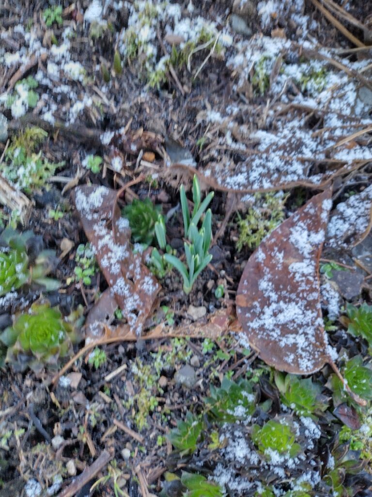 snowdrops coming up through snow