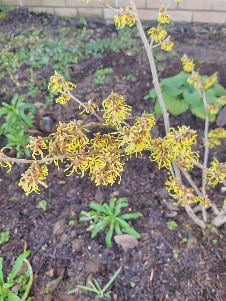 witch hazel in full blossom