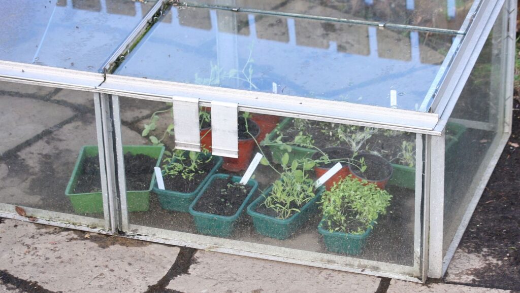 cold frame full of seeds trays and young plants
