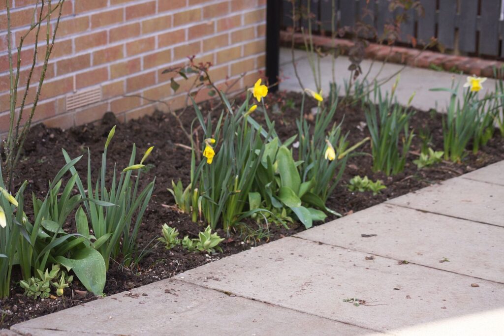 rose border, fronted by opening daffodils
