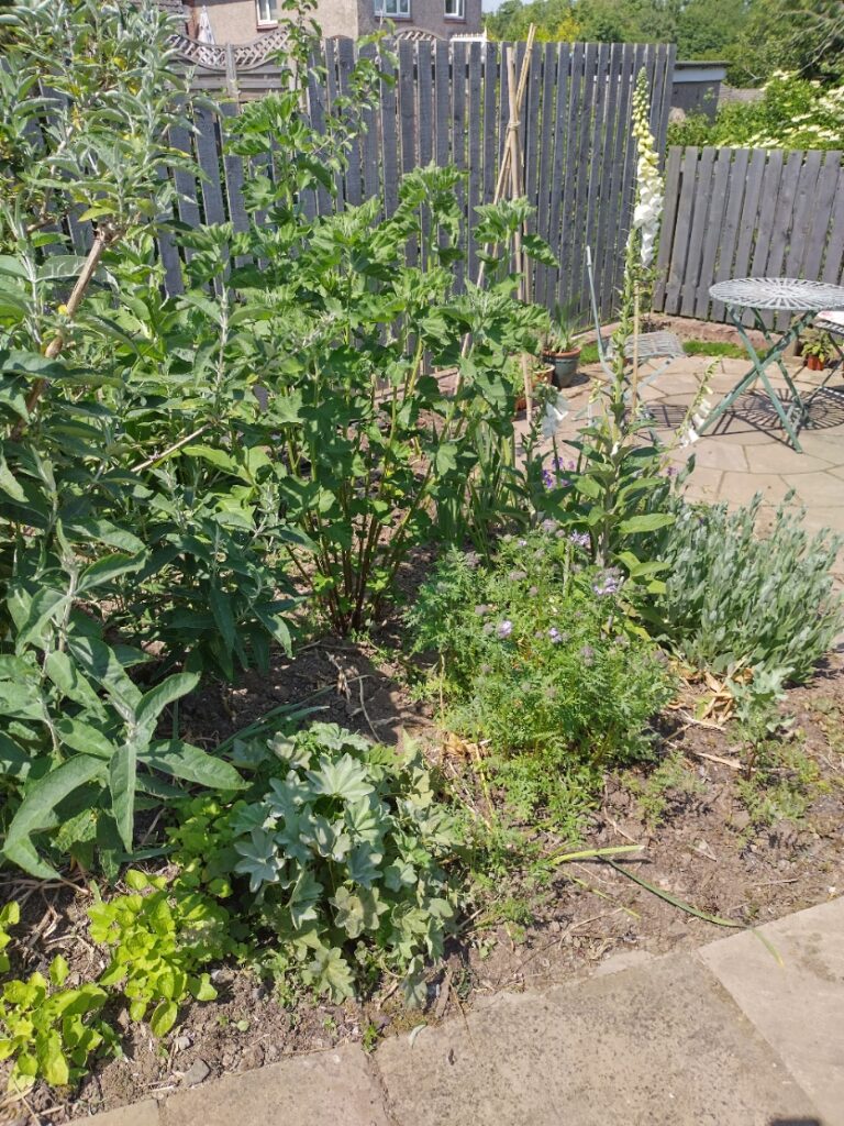 garden with buddleia, foxglove, marshmallow, costmary, alchemilla and violets