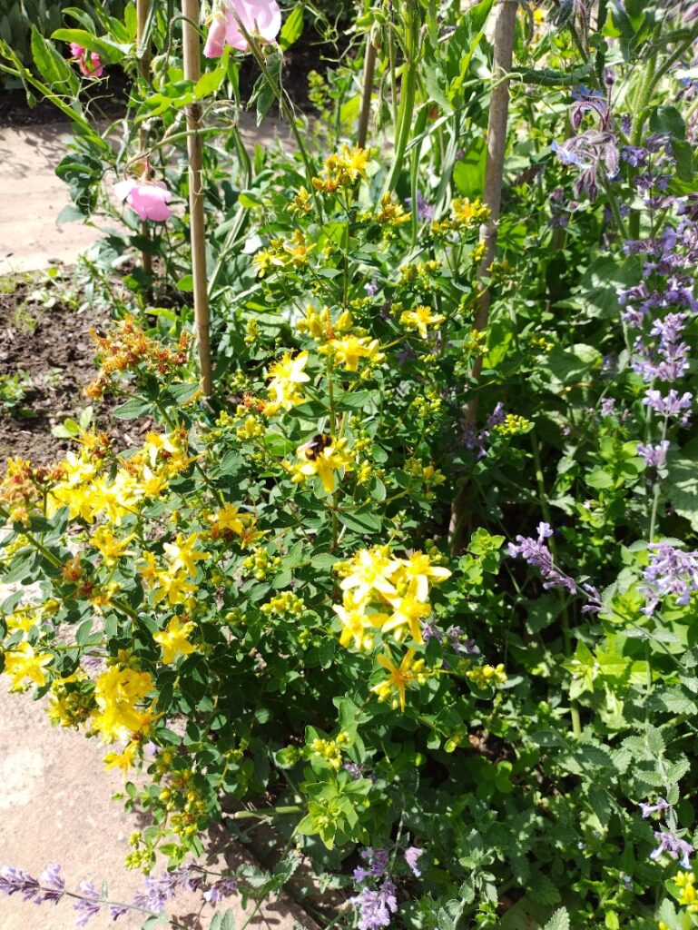 a tangle of sweet peas, st John's wort catnip and borage. A bumble bee on the st john's wort