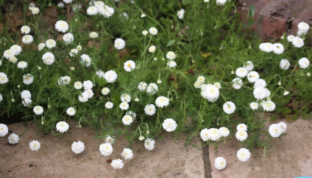 a chamomile bed in full flower