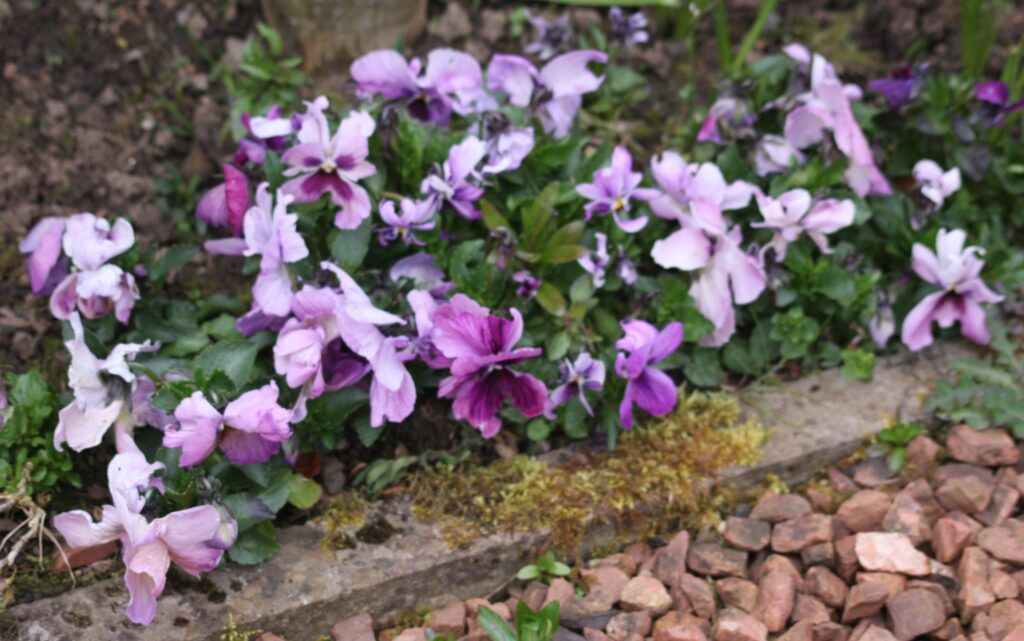 a row of pansies in various shades of lilac and purple