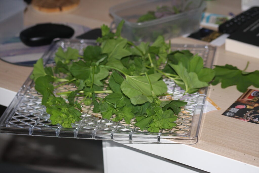 a clear plastic dehydrator tray with fresh alchemilla leaves ready for drying