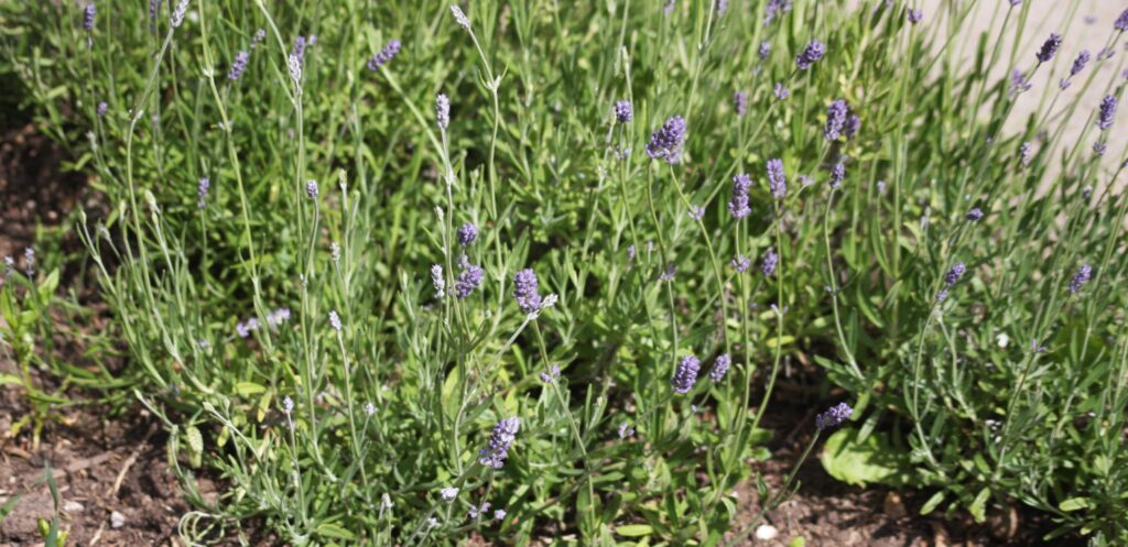 a border of lavender just about to open
