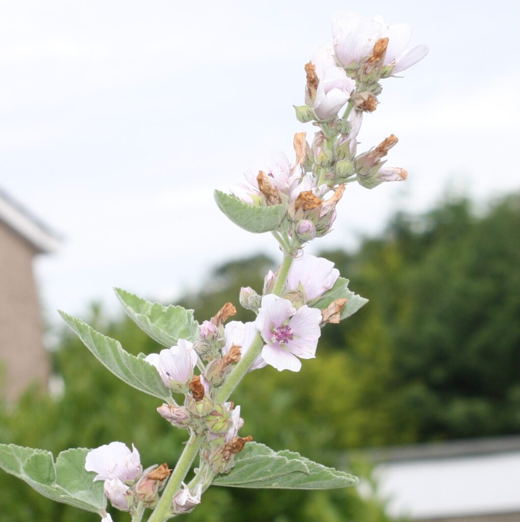 part of a stem of marsh mallow, focussing on the open flower, a delicate pink with violet stamens