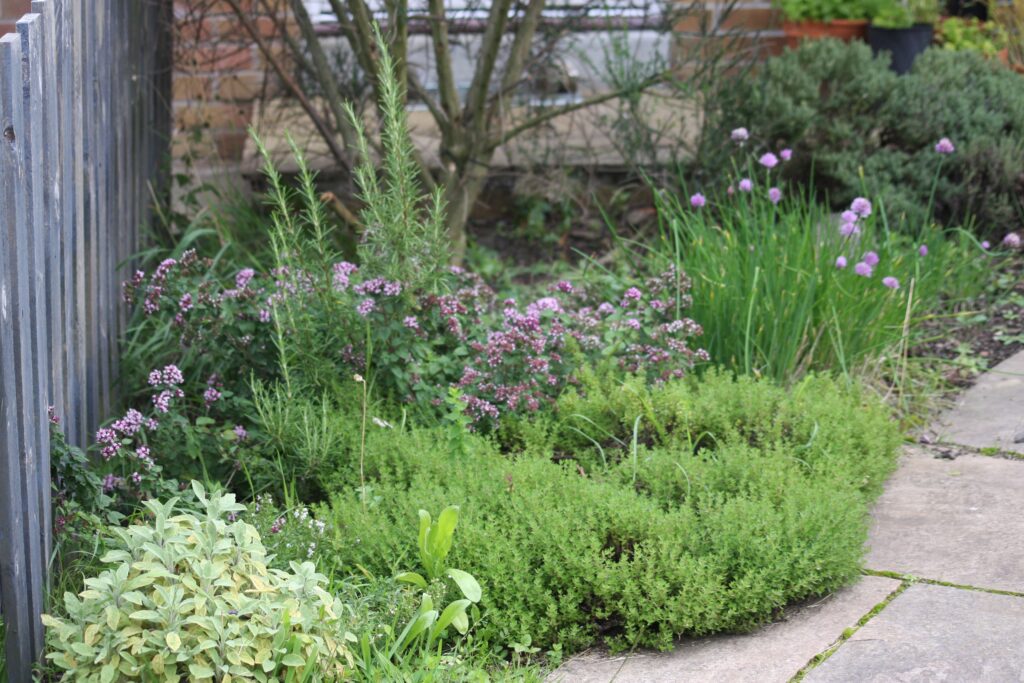 the culinary border. A bush of broom and thyme in the background, floweing chives and oregano in the middle, with an upright rosemary to the left. Foreground, right to left, lemon thyme, winter savory and sage with a random marigold seedling growing through it.