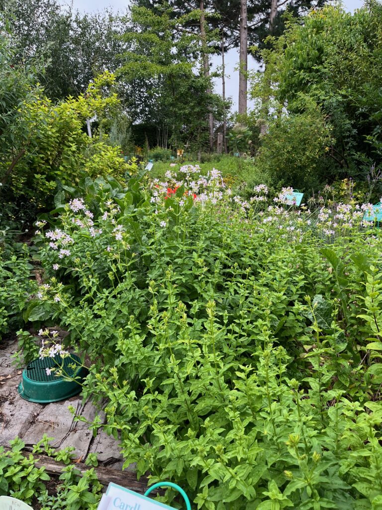 A border in Dilston Physic Garden with a lot of soapwort in the foreground, showing a grassy path and further beds behind, all sheltered by pine trees and shrubs