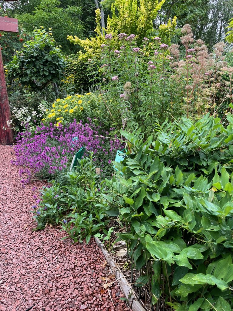 herb border with lavender, inula hookeri, hemp agrimony and solomon's seal